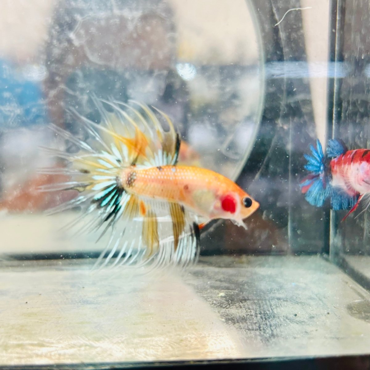 Betta Male Crowntail Orange Koi 084