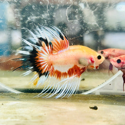 Betta Male Crowntail Orange Koi 089
