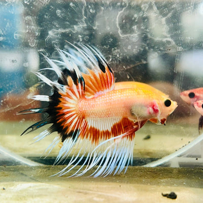 Betta Male Crowntail Orange Koi 089