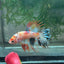 Betta Male Crowntail Orange Koi 112 Male betta