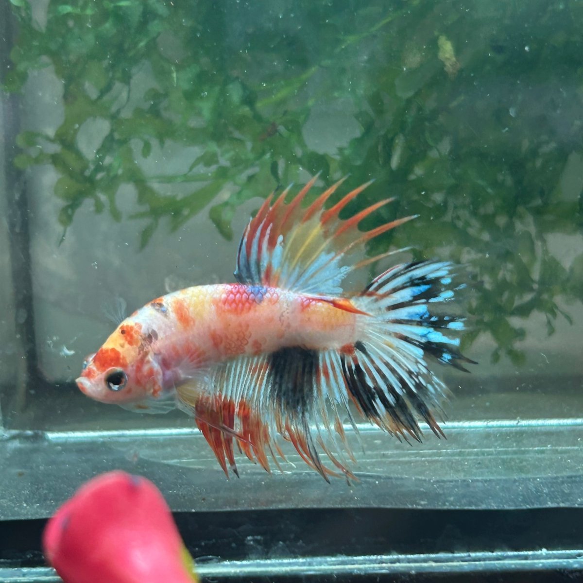 Betta Male Crowntail Orange Koi #029