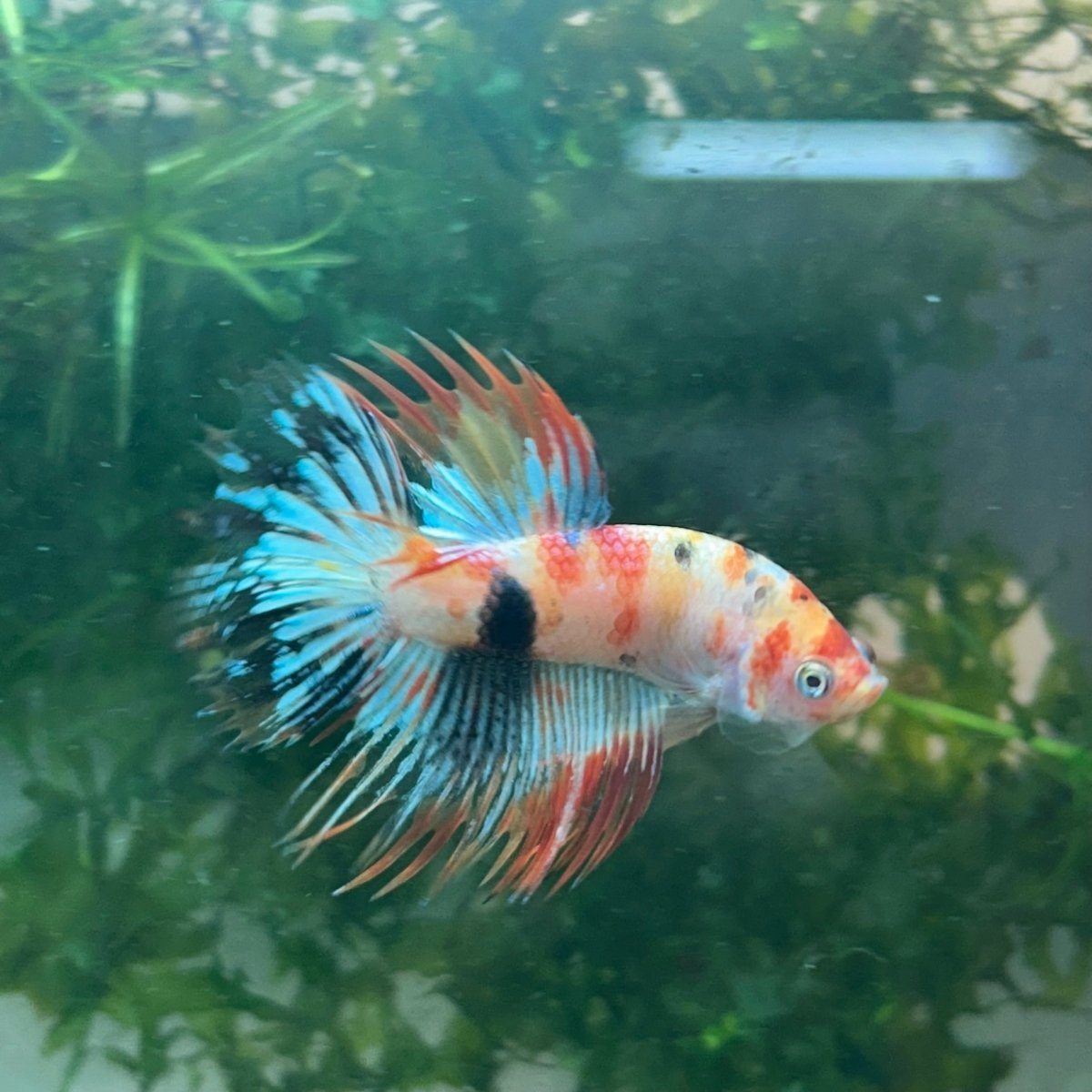 Betta Male Crowntail Orange Koi #029