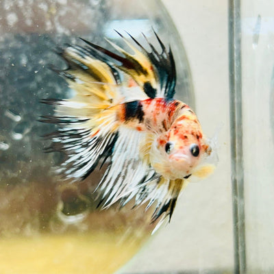 Betta Male Crowntail Orange Koi 112 Male betta