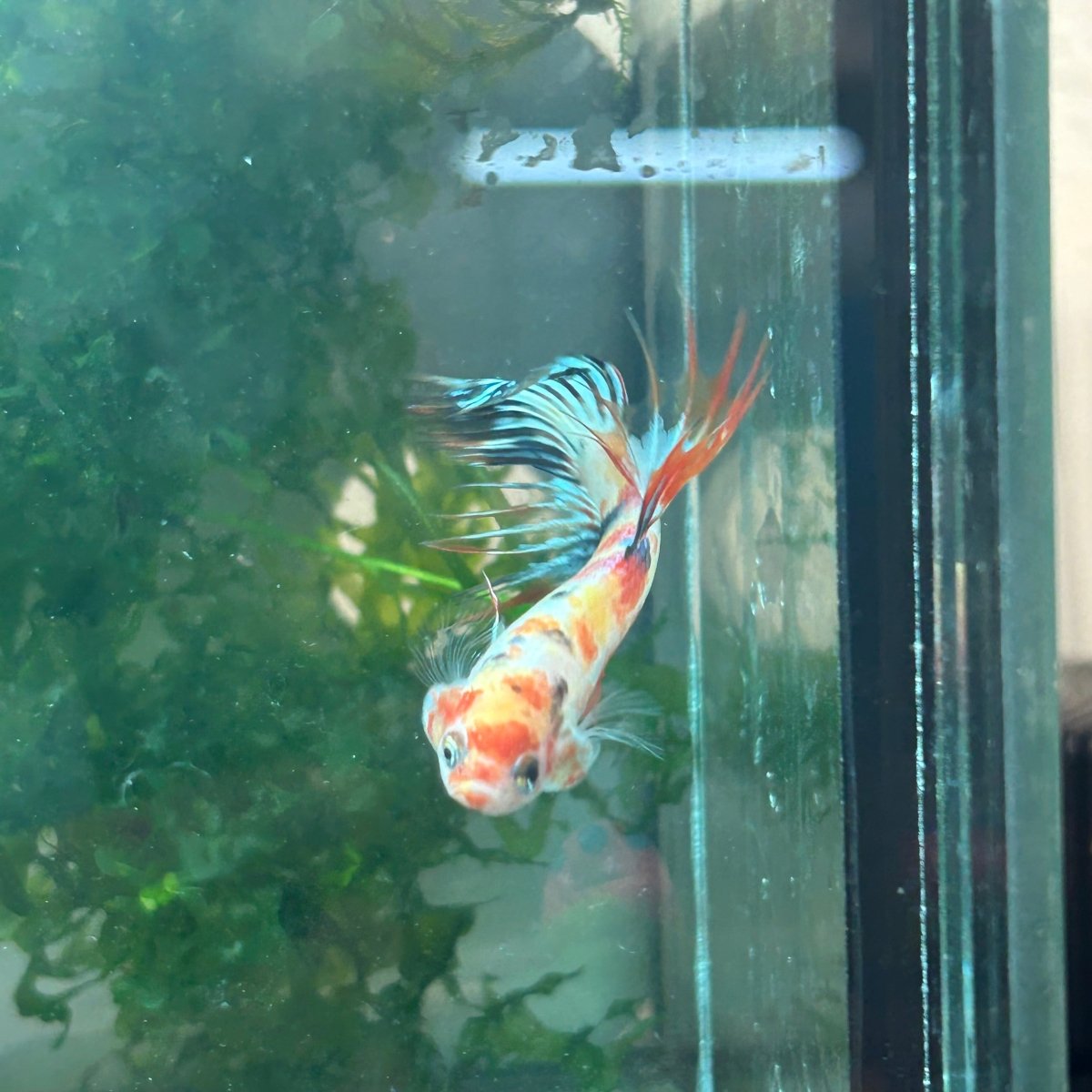Betta Male Crowntail Orange Koi #029