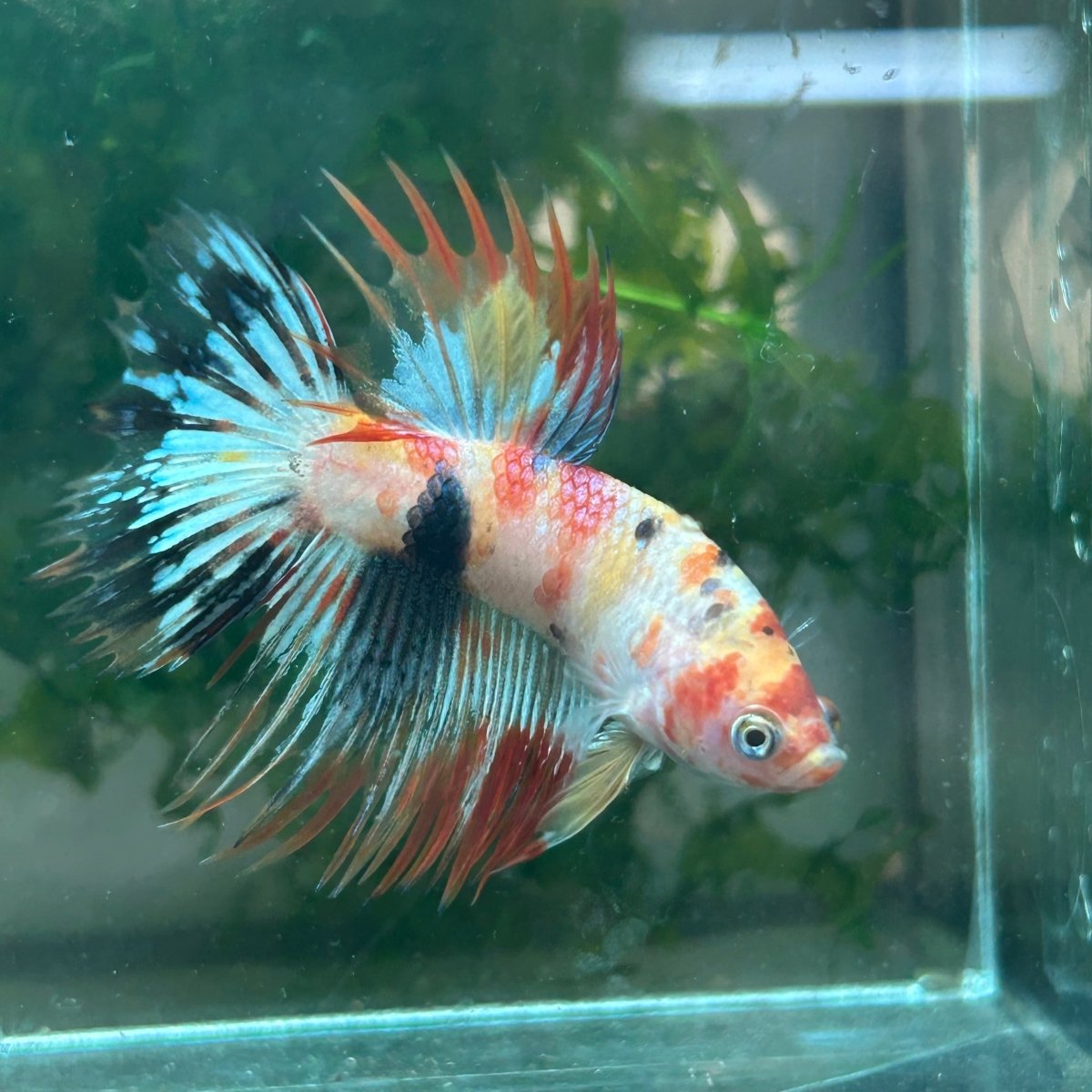 Betta Male Crowntail Orange Koi #029