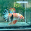 Betta Male Crowntail Orange Koi 112 Male betta