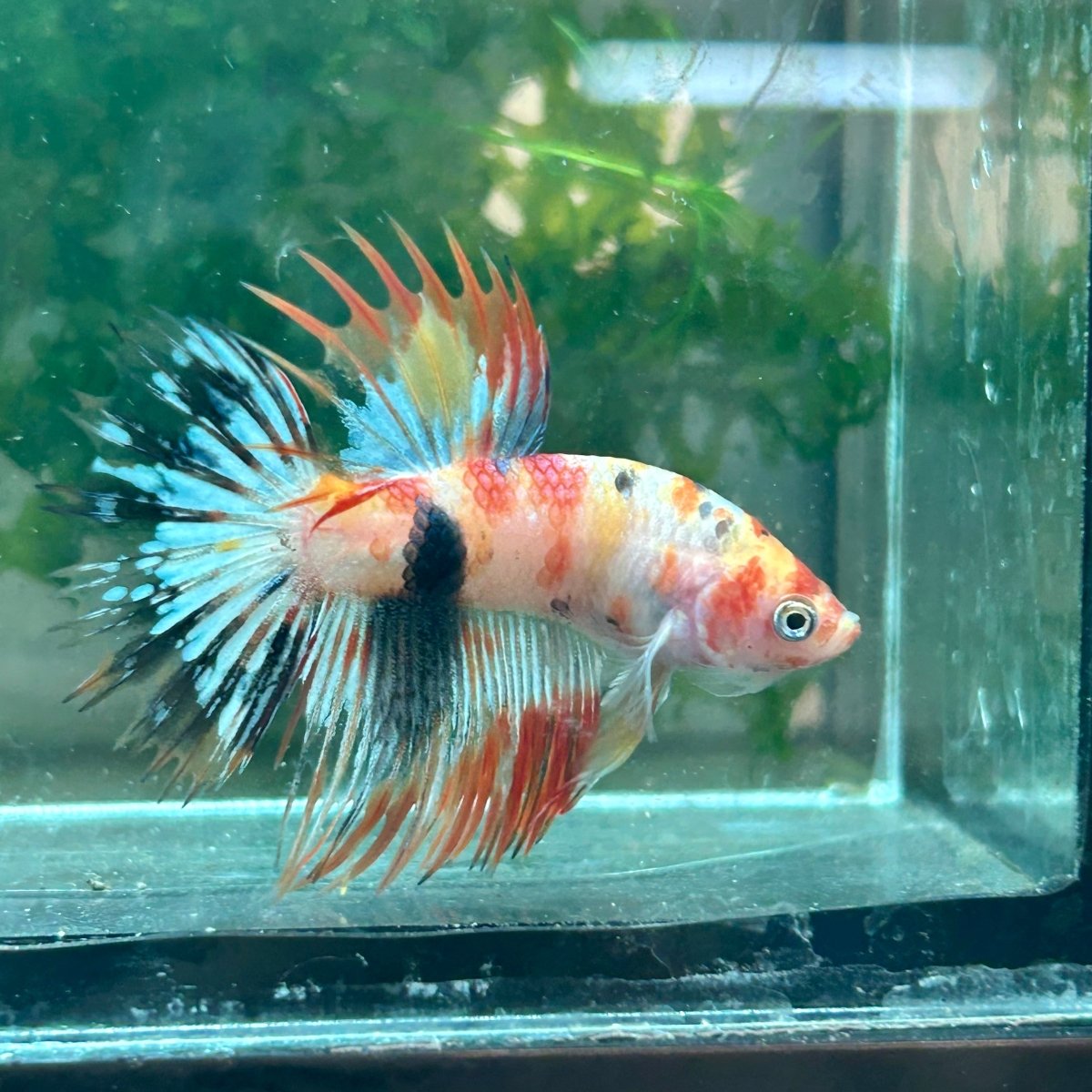 Betta Male Crowntail Orange Koi #029