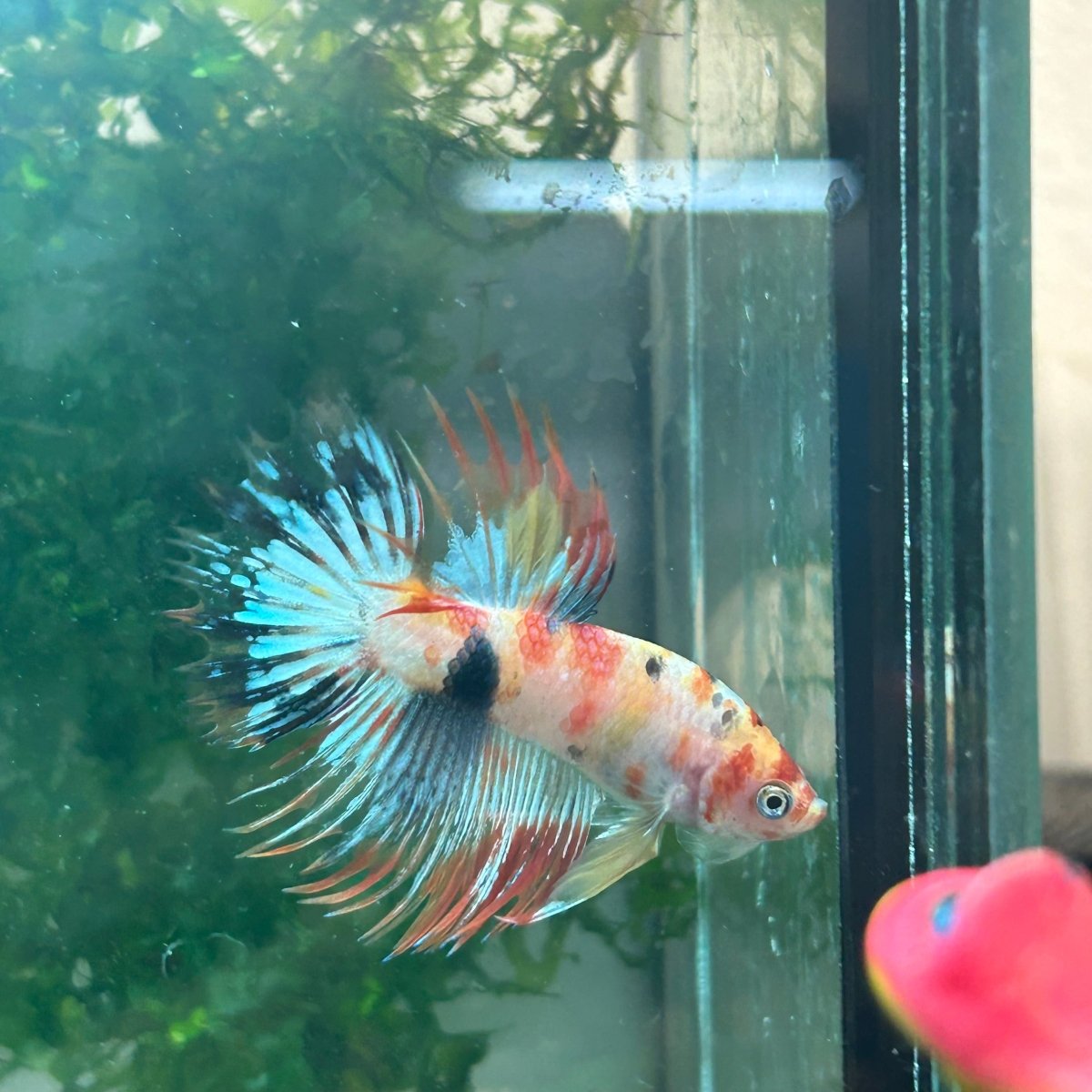 Betta Male Crowntail Orange Koi #029