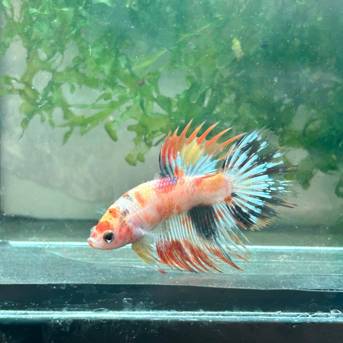 Betta Male Crowntail Orange Koi #029