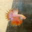 Betta Male Crowntail Orange Koi 115
