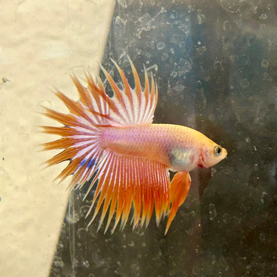 Betta Male Crowntail Orange Koi 115