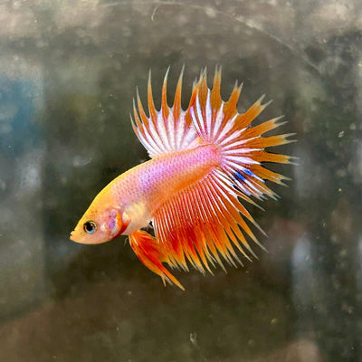 Betta Male Crowntail Orange Koi 115