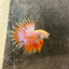 Betta Male Crowntail Orange Koi 115