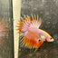 Betta Male Crowntail Orange Koi 115