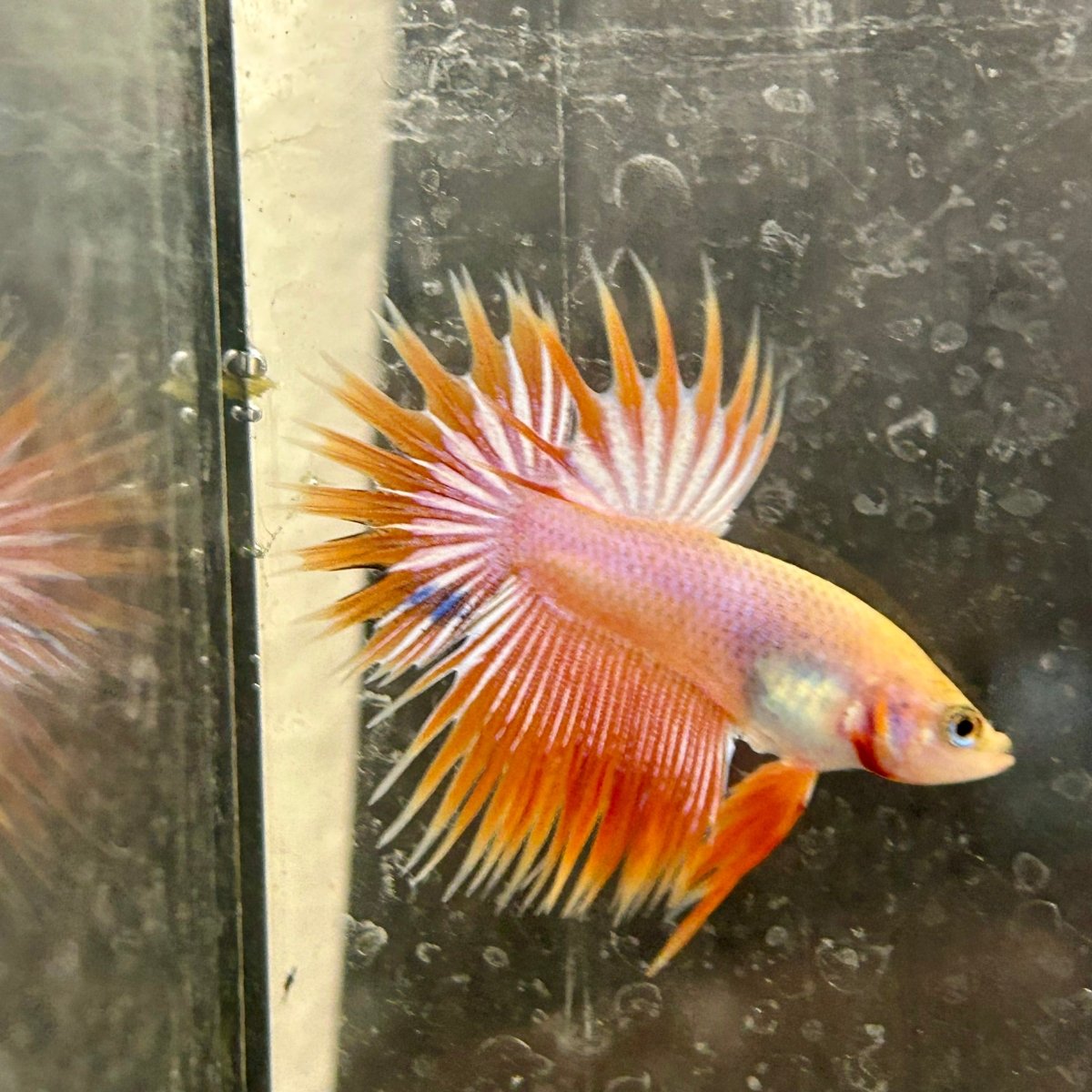 Betta Male Crowntail Orange Koi 115
