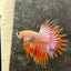 Betta Male Crowntail Orange Koi 115