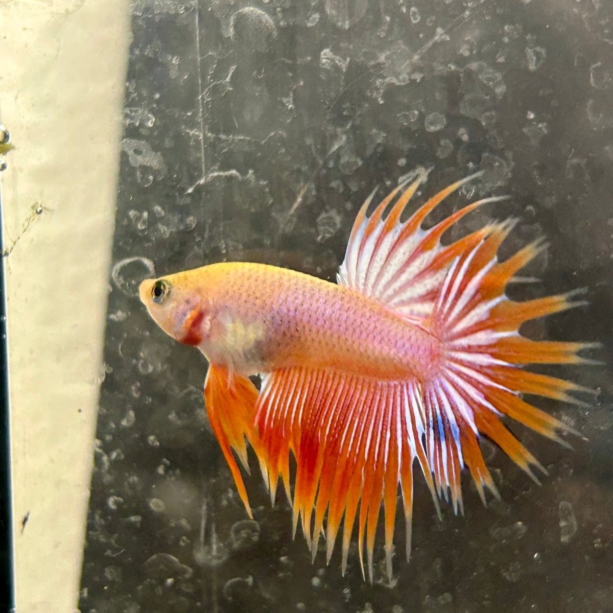 Betta Male Crowntail Orange Koi 115