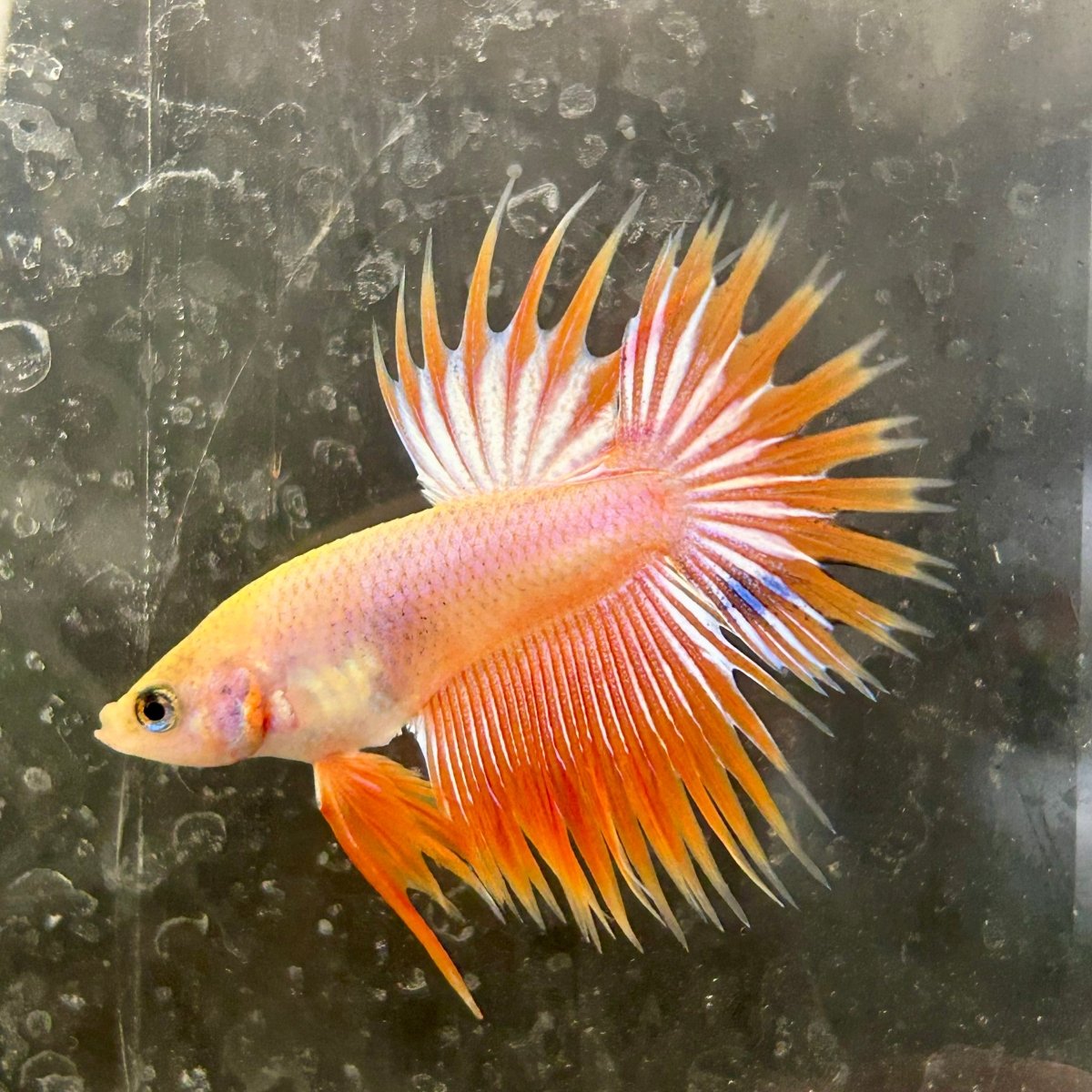 Betta Male Crowntail Orange Koi 115