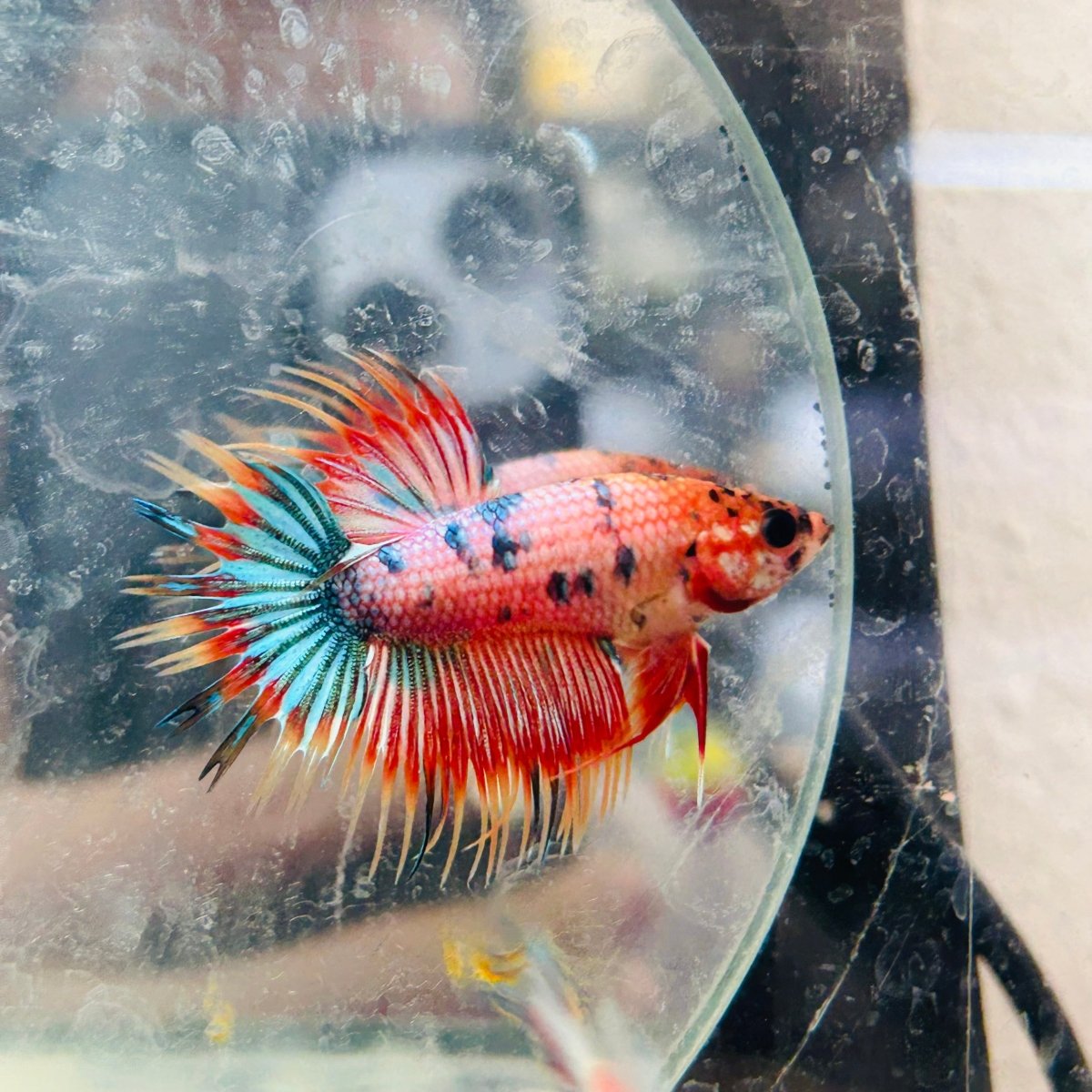 Betta Male Crowntail Orange Koi 133