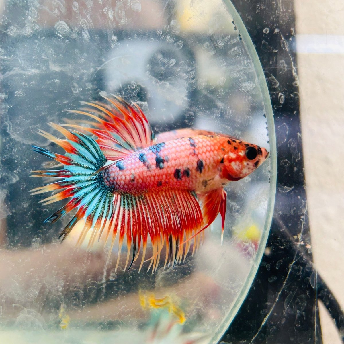 Betta Male Crowntail Orange Koi 133