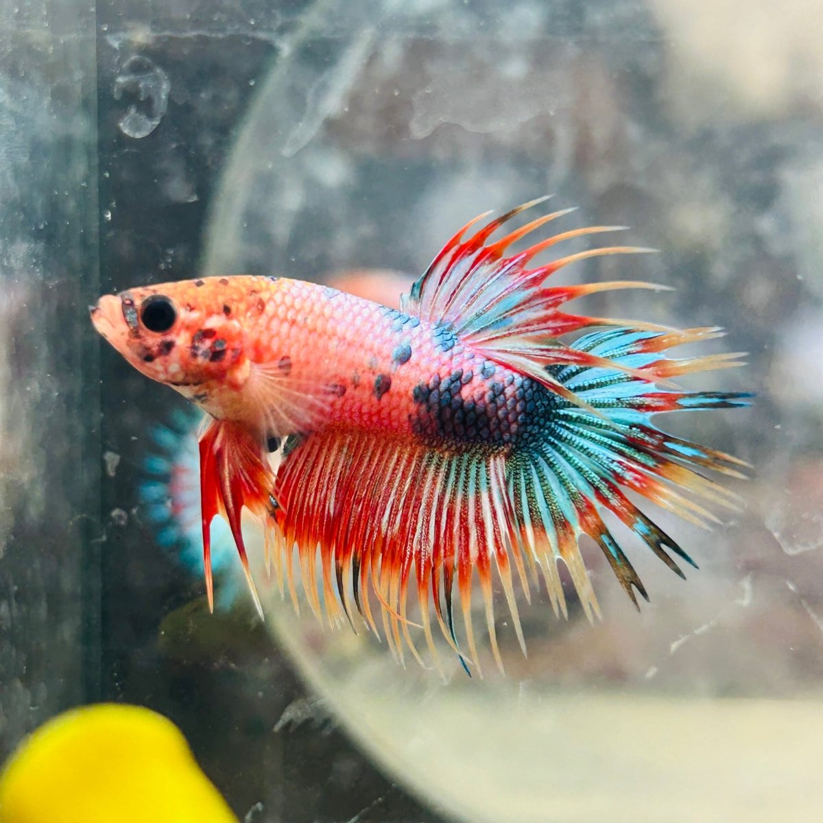 Betta Male Crowntail Orange Koi 133