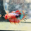 Betta Male Crowntail Orange Koi 133