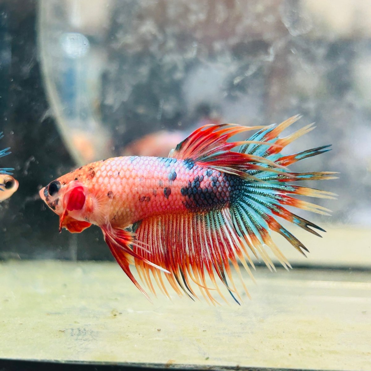 Betta Male Crowntail Orange Koi 133