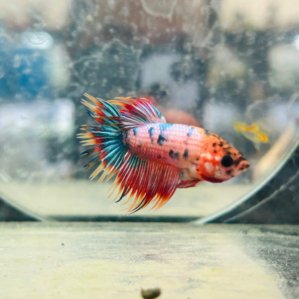 Betta Male Crowntail Orange Koi 133