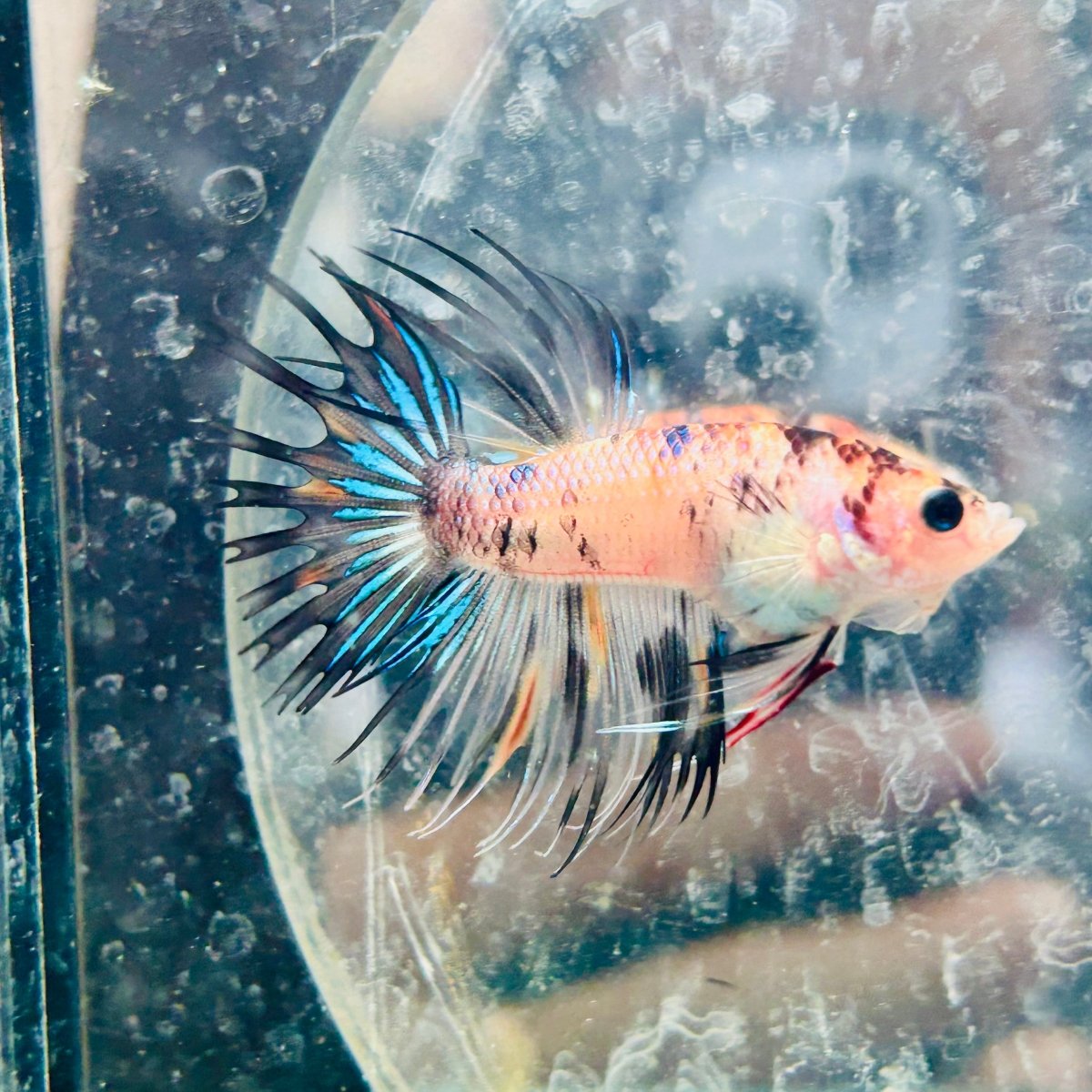 Betta Male Crowntail Orange Koi 135