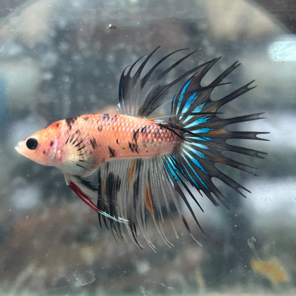 Betta Male Crowntail Orange Koi 135