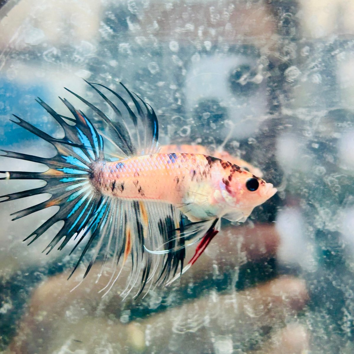 Betta Male Crowntail Orange Koi 135