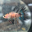 Betta Male Crowntail Orange Koi 135
