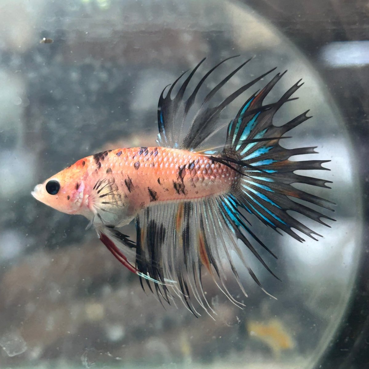 Betta Male Crowntail Orange Koi 135