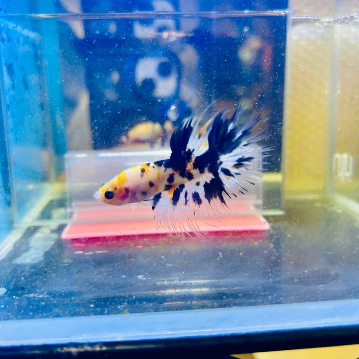 Betta Male Crowntail Orange Koi #171