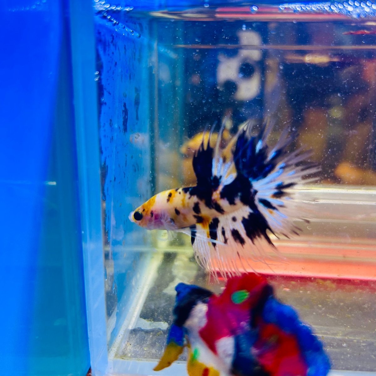 Betta Male Crowntail Orange Koi #171