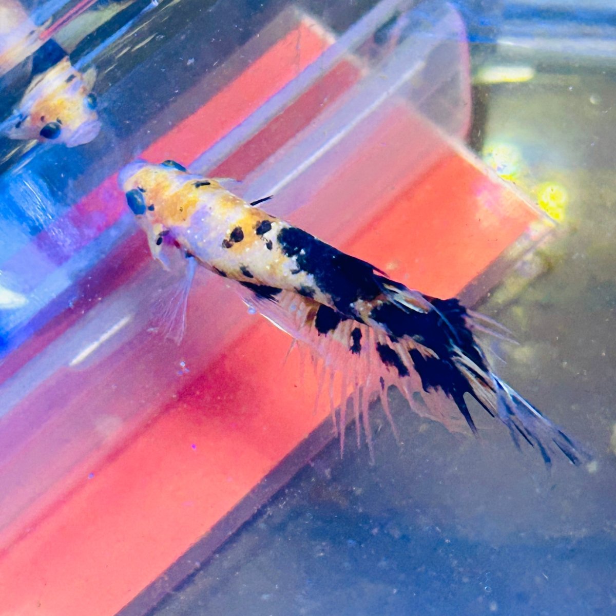 Betta Male Crowntail Orange Koi 171 Male betta