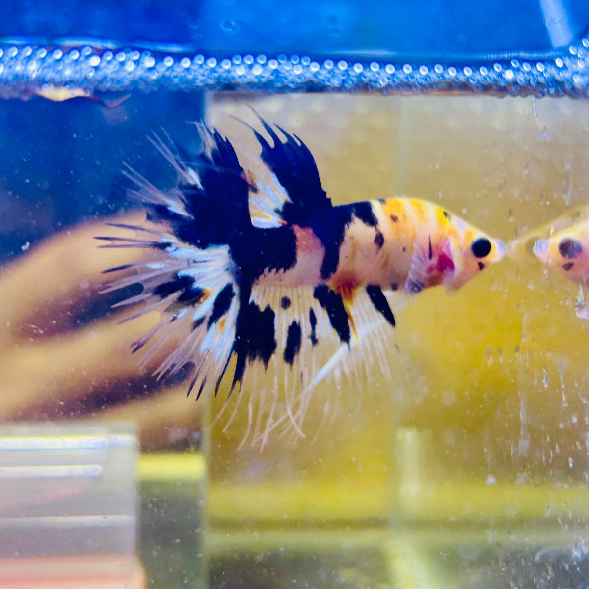 Betta Male Crowntail Orange Koi #171