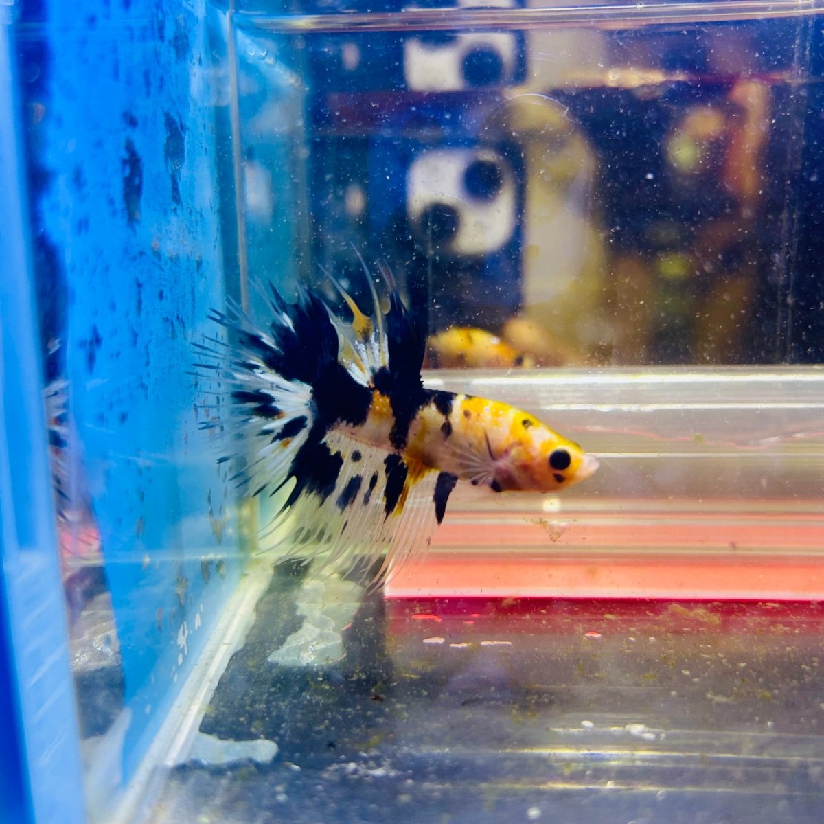 Betta Male Crowntail Orange Koi #171