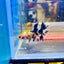 Betta Male Crowntail Orange Koi 171 Male betta