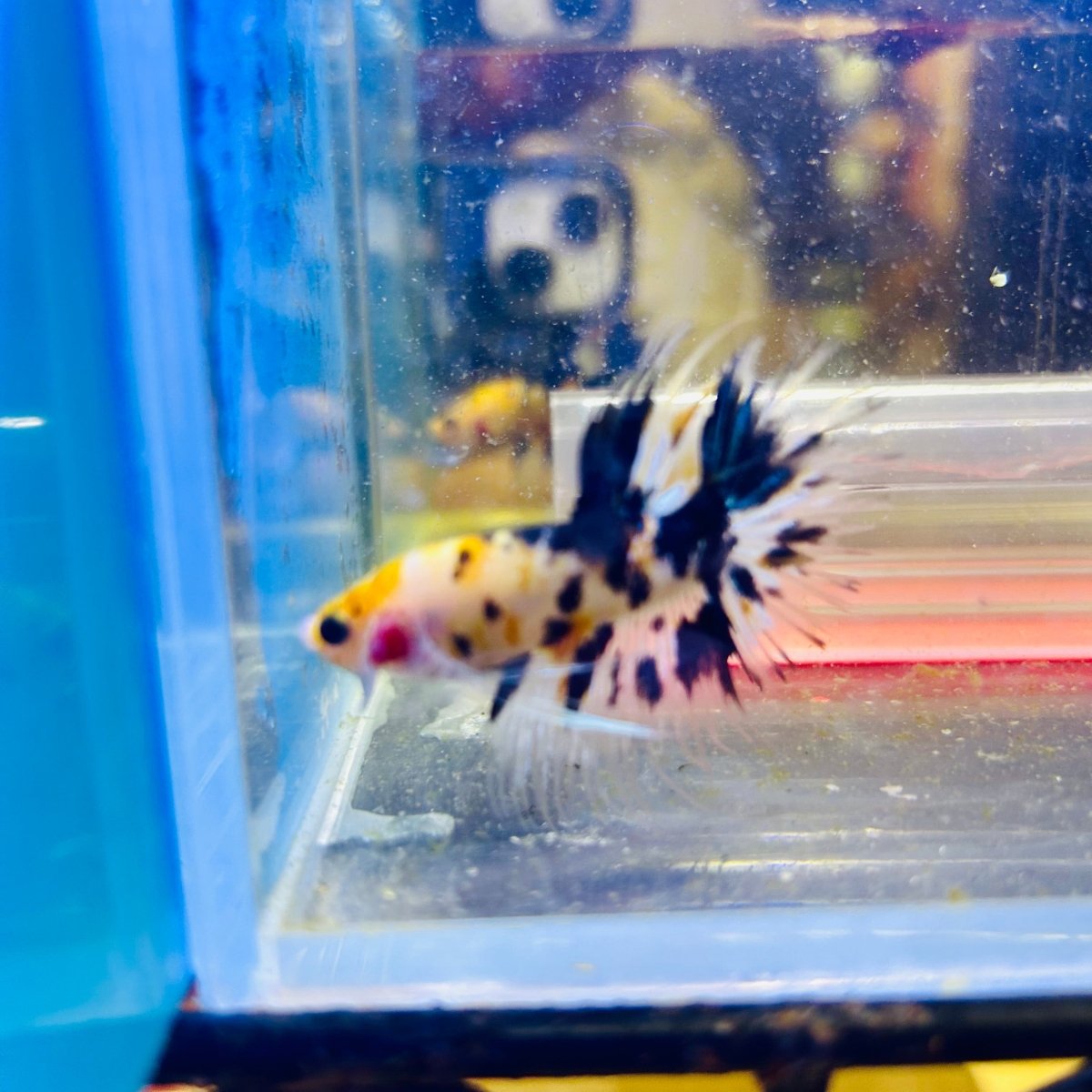 Betta Male Crowntail Orange Koi #171