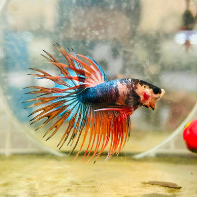 Betta Male Crowntail Orange Koi 179