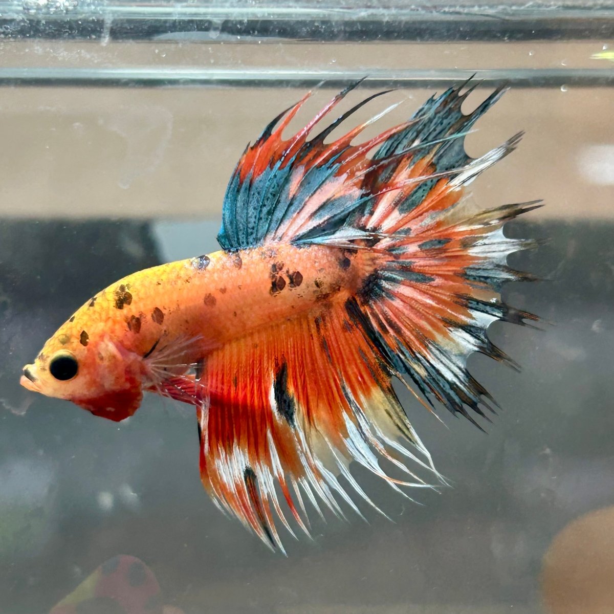 Betta Male Crowntail Orange Koi 193 Male betta