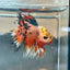 Betta Male Crowntail Orange Koi 193 Male betta