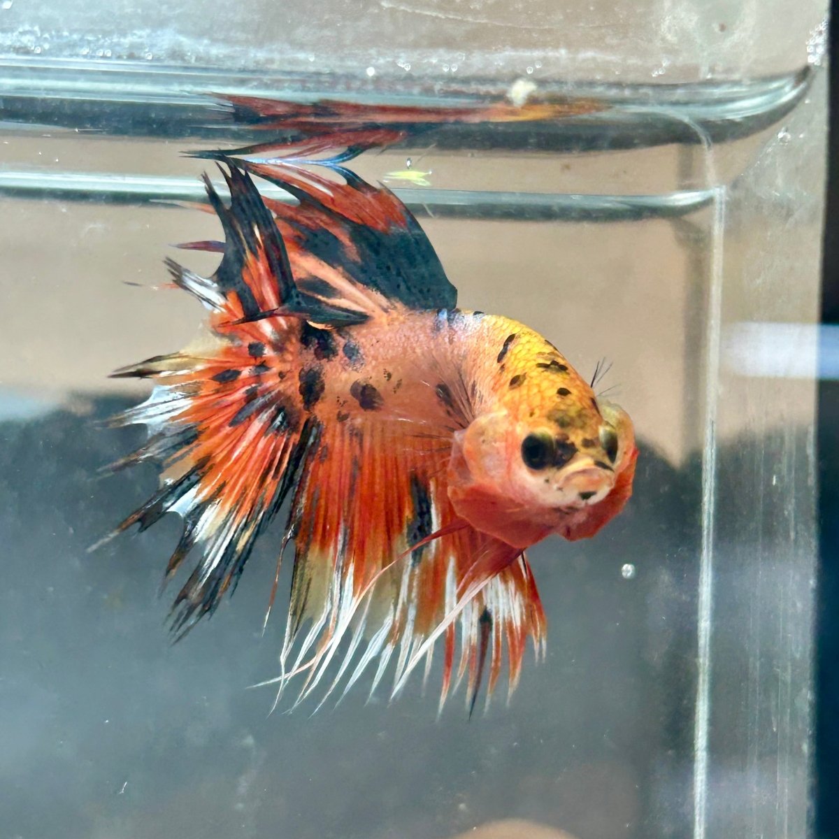 Betta Male Crowntail Orange Koi 193 Male betta