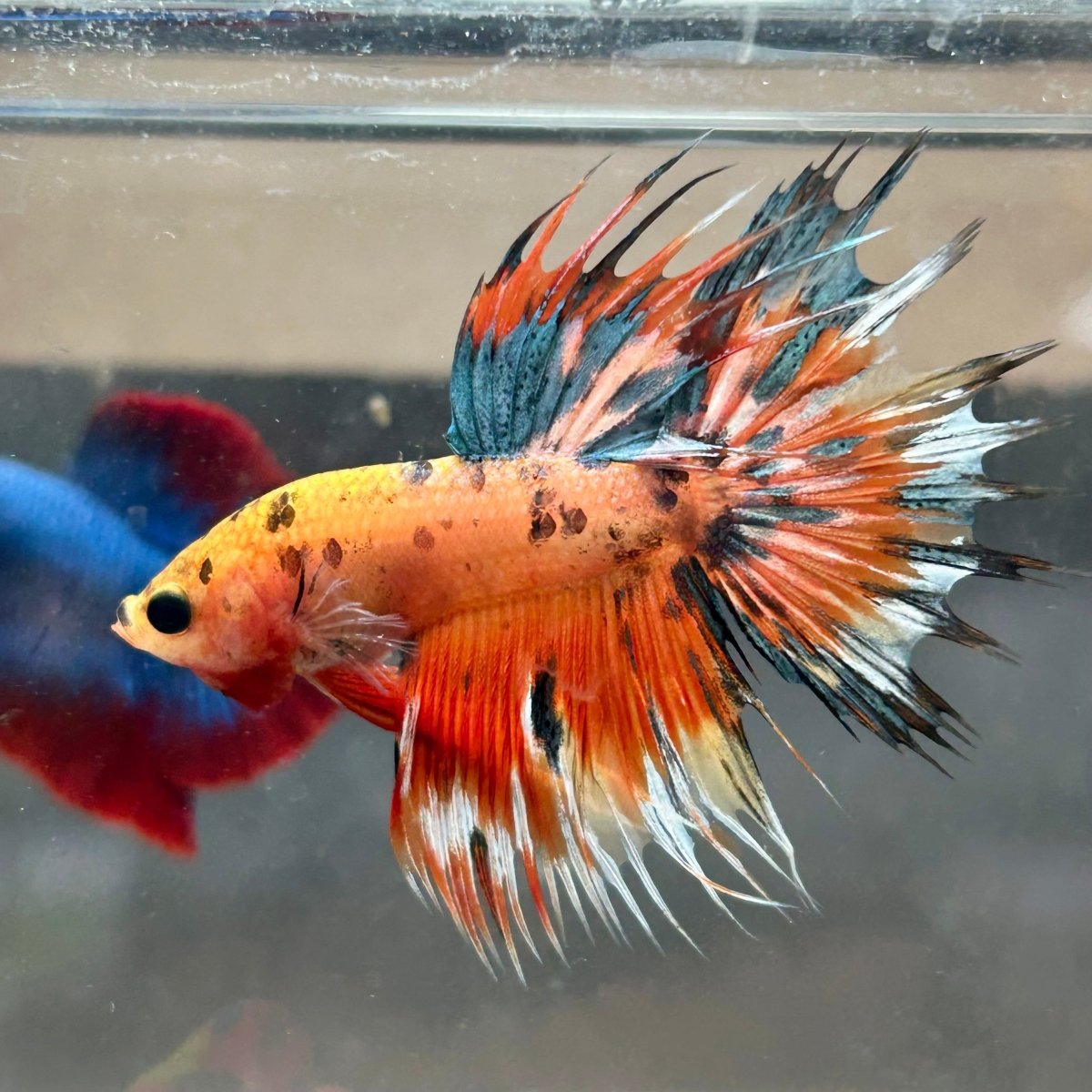 Betta Male Crowntail Orange Koi 193 Male betta
