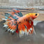 Betta Male Crowntail Orange Koi 193 Male betta