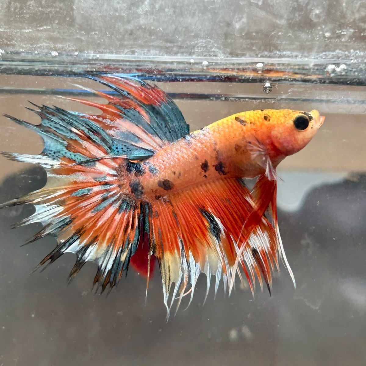 Betta Male Crowntail Orange Koi 193 Male betta