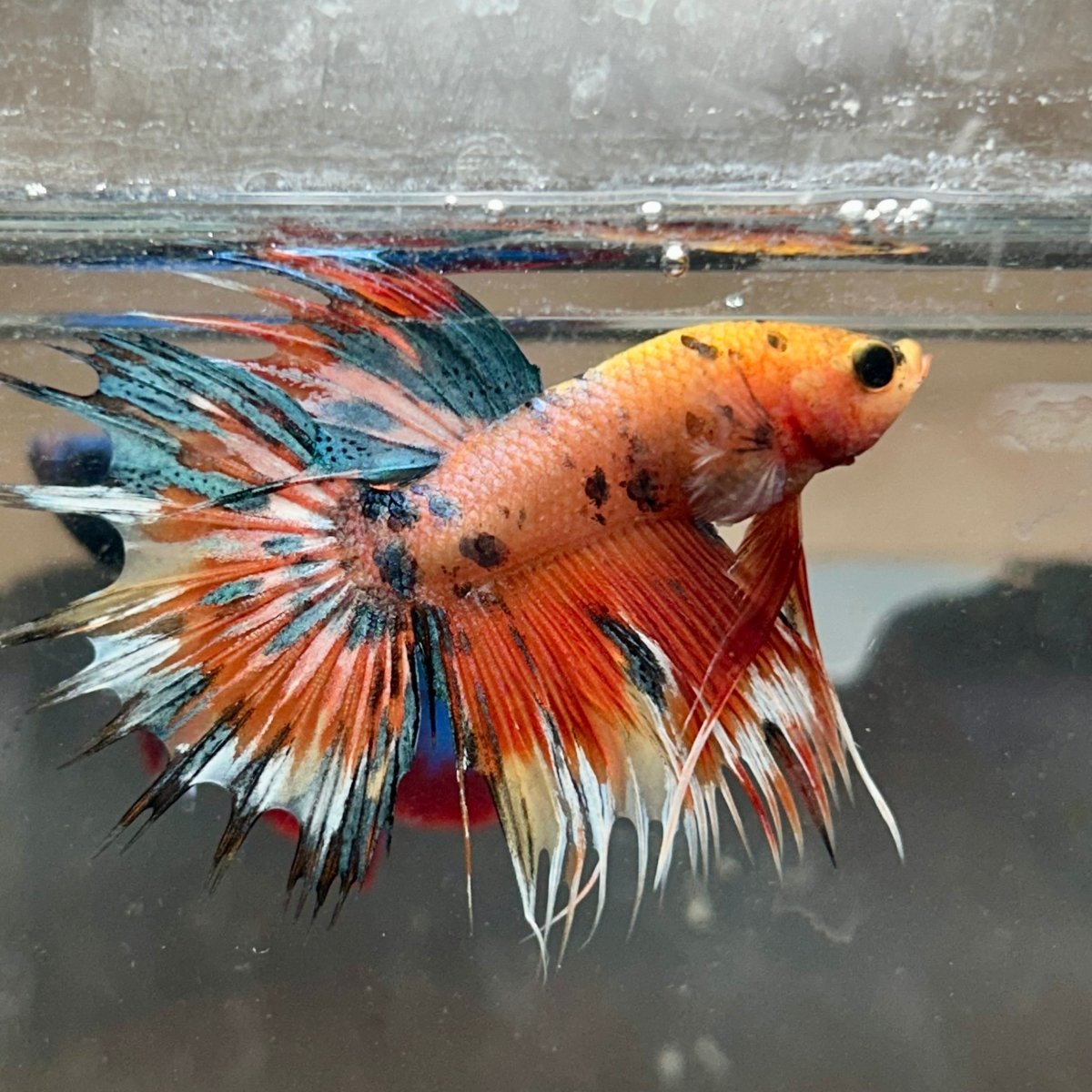 Betta Male Crowntail Orange Koi 193 Male betta