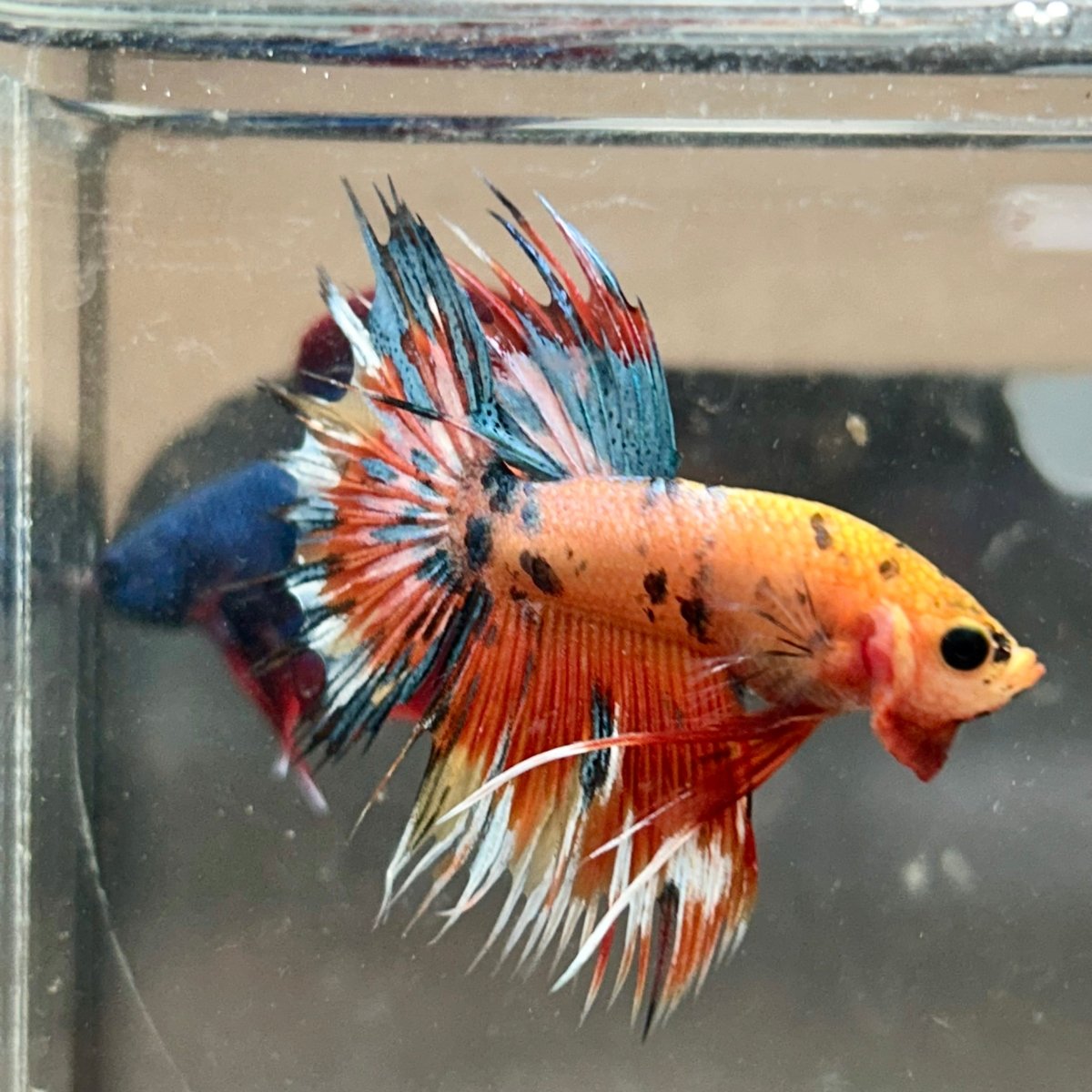 Betta Male Crowntail Orange Koi 193 Male betta