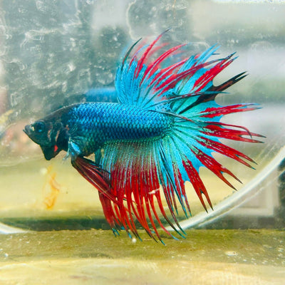 Betta Male Crowntail Orange Koi 198